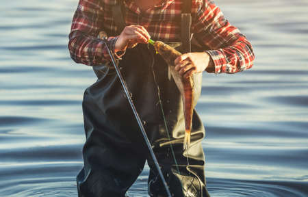 The fisherman in the red shirt is holding a fish Zander caught on a hook in a freshwater pond.の写真素材