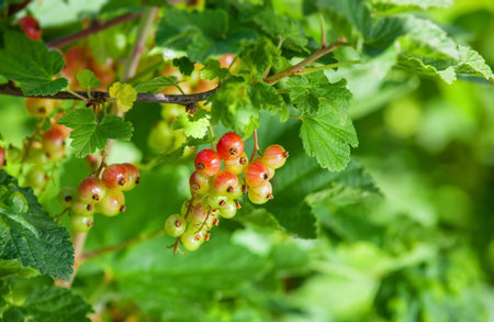 On the bushes of currants hang ripe, red berries in the garden in the summer.の写真素材