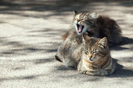 Two adult brown cats rest on the street.の写真素材