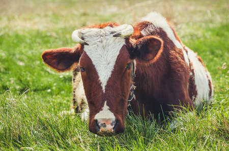 A young Cow grazing in a meadow. Middle-up isolated on a green backgroundの写真素材