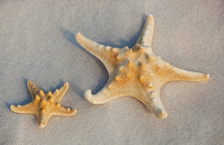 Two starfish lie on the sand on the coast of the sea. The concept of tourism and travel.の写真素材