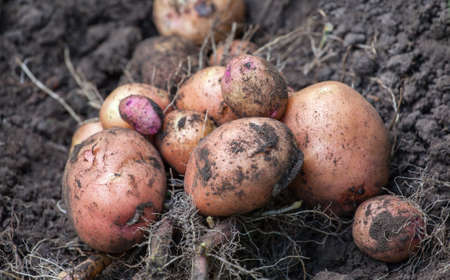 The bush of the dug out young potato lies on the ground in the garden.の写真素材