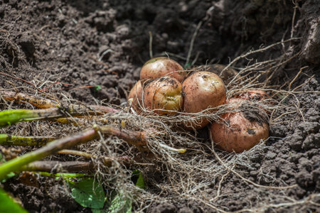 The bush of the dug out young potato lies on the ground in the garden.