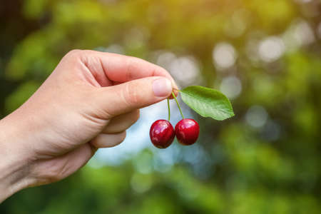 A male farmer is holding a ripe gean berries in the garden.の写真素材