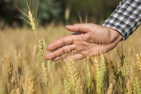 Farmer agronomist on the wheat field touches the golden spikelet. Grain harvest in summer.
