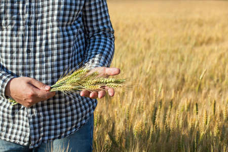 The farmer is holding wheat ears while on the field. The concept of the agricultural business.の写真素材