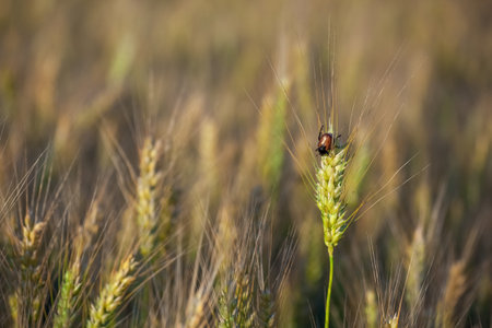 Big ripe, gold-brown field, yellow, wheat at sunset. Grain harvest in the summer.の写真素材