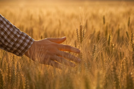 Farmer agronomist on the wheat field touches the golden spikelet. Grain harvest in summer.の写真素材