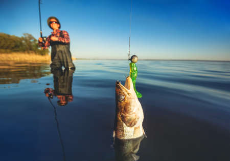 A fisherman in a red shirt caught a pike-perch in a freshwater pond.の写真素材