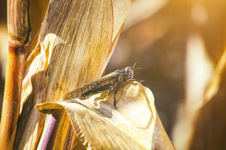 Large, gray-green specimen locust sits on a dry piece of corn in the field. Invasion of insects, pest control in agriculture.の写真素材