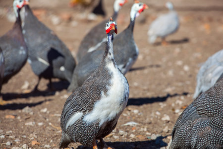 adult bird - guineafowl afternoon walks on a pasture in the aviary on the farm. Breeding animals at home.の写真素材