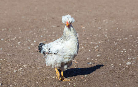 Beautiful, white rooster walking around the farm, in the background one can see the fence from wooden planks.の写真素材