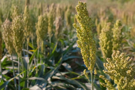 Bushes cereal and forage sorghum plant one kind of mature and grow on the field in a row outdoors. Harvesting.の写真素材