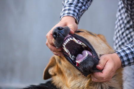 A male German shepherd bites a man by the hand.の写真素材