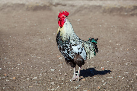 white rooster walking around the farm, in the background one can see the fence from wooden planks.の写真素材