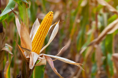 Ripe yellow cob of sweet corn on a large field. Autumn collection corn crop.
