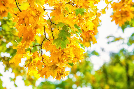 Yellowing leaves on the branches of a maple tree on blue sky background close-up. Autumn leaf fall.