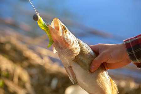 The fisherman holding a fish Zander caught on a hook in a freshwater pond.
