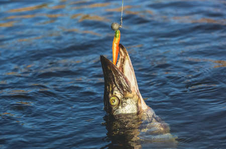 Fish Zander caught on a hook in a freshwater pond.の写真素材