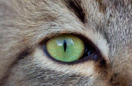 Cat's green eye close-up.の写真素材