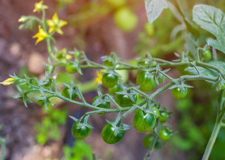 Green tomatoes on a branch in a summer garden.