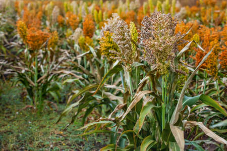 Bushes cereal and forage sorghum plant one kind of mature and grow on the field in a row in the open air. Harvesting.の写真素材