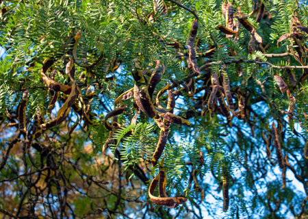 Seeds of acacia in the pods on the branches of a tree against the blue sky.