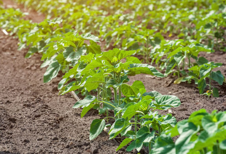 Large field of young green, not blooming sunflower growing in a farm. Growing rural economic crops.の写真素材