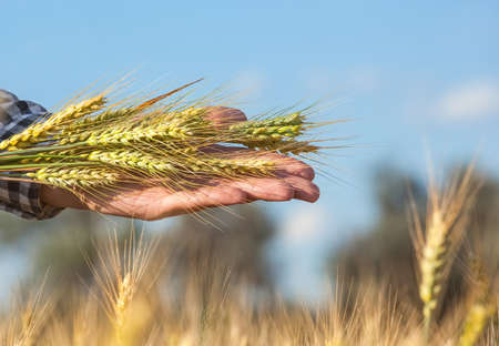 The farmer is holding wheat ears while on the field. The concept of the agricultural business.の写真素材