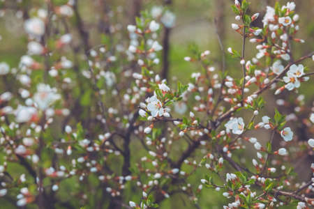 Flowering branch of Cherry blossom against the sky background.の写真素材