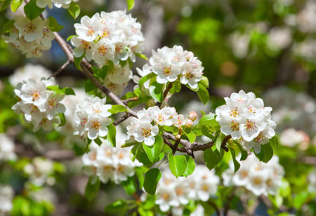 Flowering branch of pear against the sky background.
