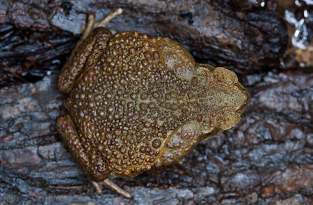 Toad aga in a natural habitat close-up.