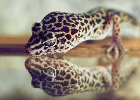 A small gecko looks in reflection in a mirror in the terrarium.の写真素材