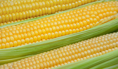 ripe, raw corn on the cob close-up lying on green leaves. Collect corn crop. The concept of healthy...