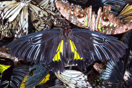 Many dead thoroughbred butterflies lie in a heap.