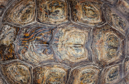 Beautiful bright tortoise shell closeup. Breeding turtles at home.