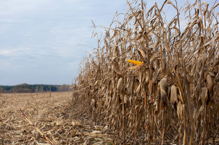 Ripe yellow cob of sweet corn on a large field. Autumn collection corn crop. Autumn harvest.