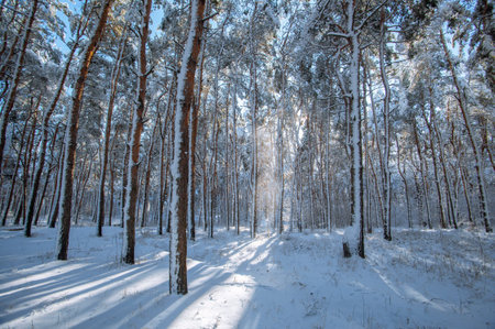 Beautiful snowy spruce forest landscape and fields in the winter. Winter weather, frost.の写真素材