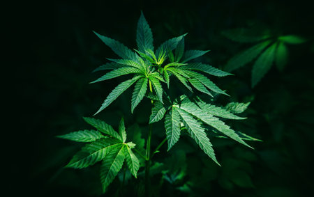 Bush of medicinal marijuana on a dark background.の写真素材