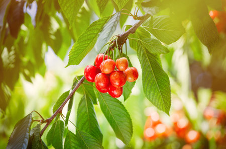Cherry berries on branches in a garden with fruit trees. Harvesting cherry berries.の写真素材