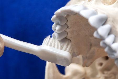 Treatment of toothache. A dentist holds a plastic human skull and teaches how to properly brush your teeth.の写真素材