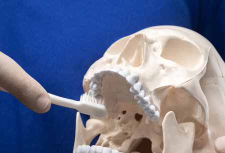 Treatment of toothache. A dentist holds a plastic human skull and teaches how to properly brush your teeth.の写真素材
