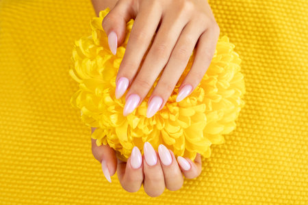Women's hands with a beautiful pale pink manicure. The girl is holding a yellow chrysanthemum. Professional care for hands.の写真素材
