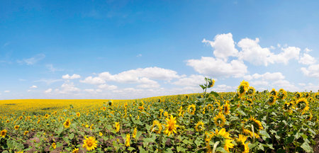 sunflowers on wide backgroundの写真素材