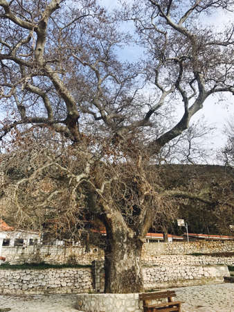 Tree touch the skyの素材