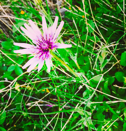 A pink wild flower