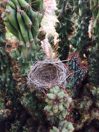 A bird nest in a cactus flower