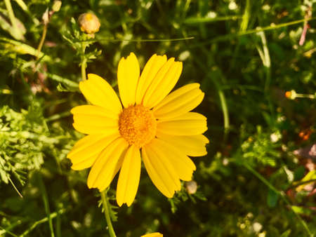 A yellow spring flowerの素材