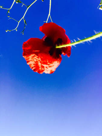 A poppy flowerの素材