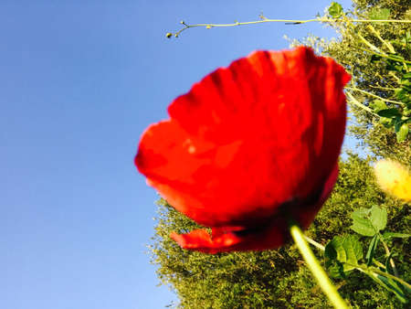 A poppy flowerの素材